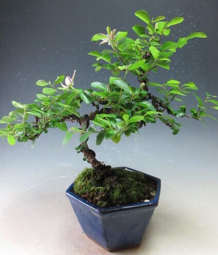 スイレンボク　睡蓮木　観葉植物　苗　花木 苗：睡蓮木*すいれんぼく/スイレンボク | 盆栽素材,苗(花物・実物